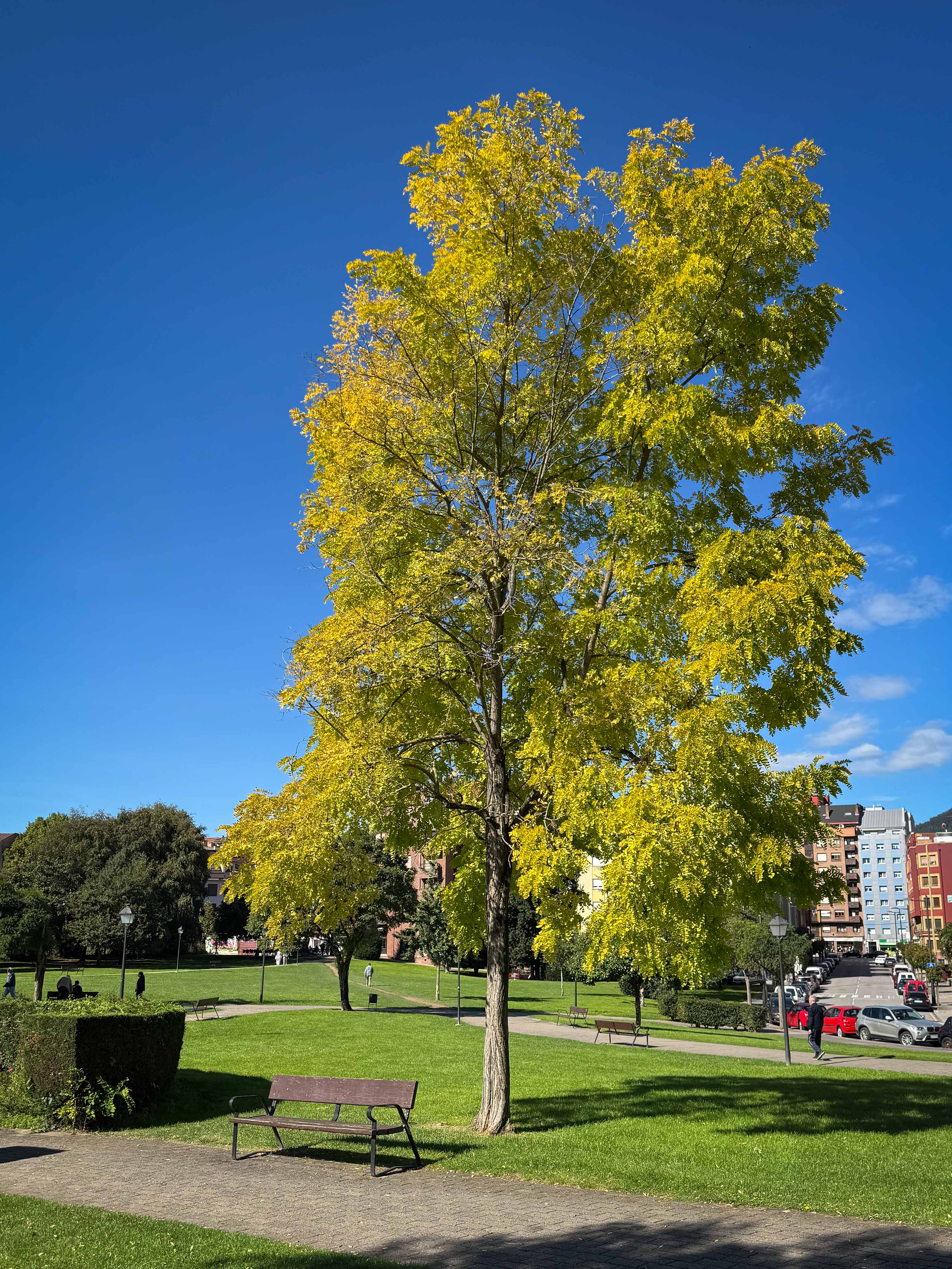 ginko bilova comenzando a amarillear