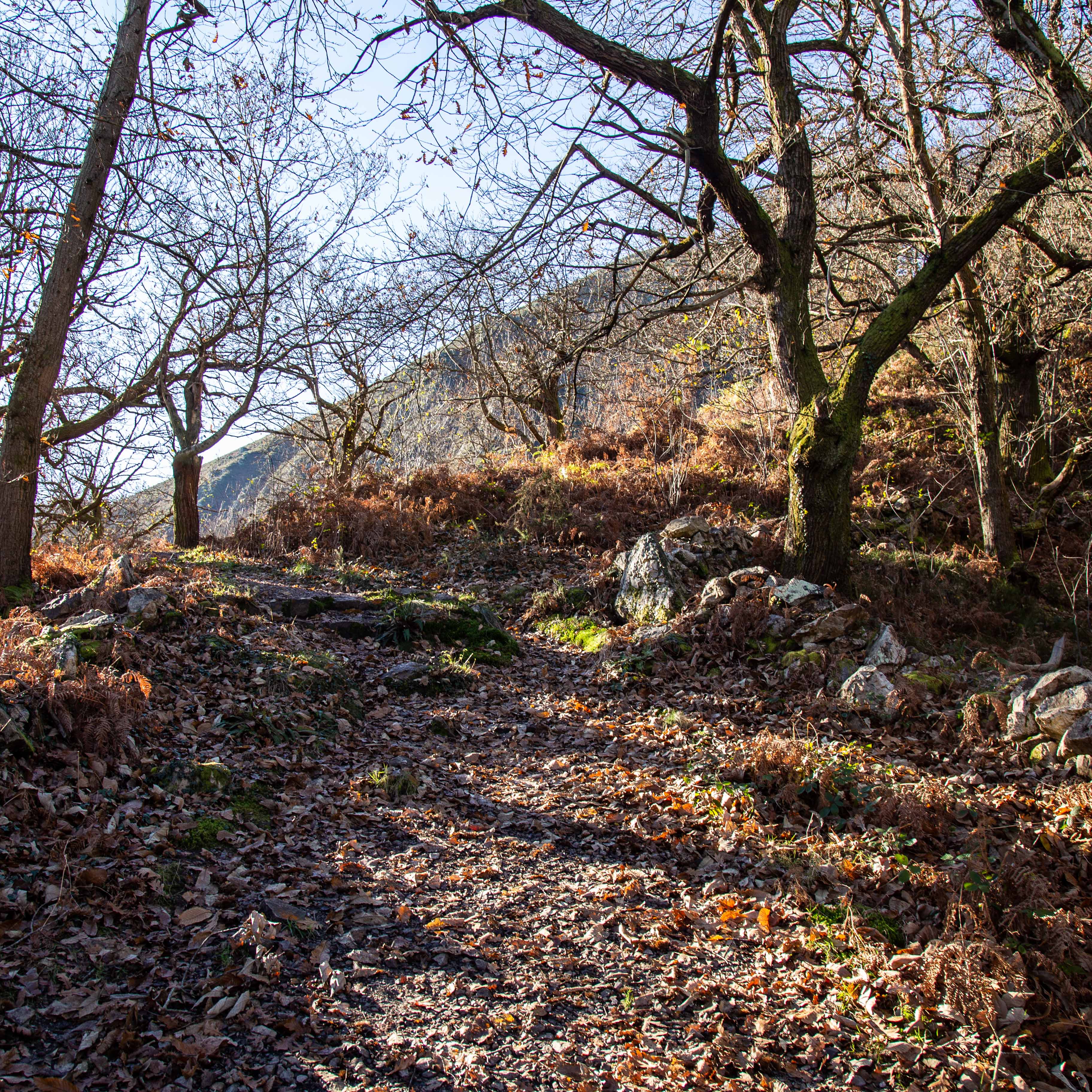 ruta en el otoño
